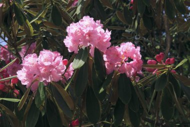 rhododendron çiçekleri, bahar çiçekleri