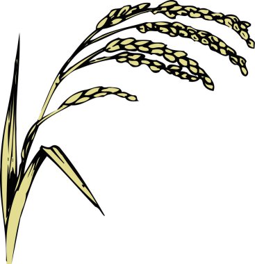 Beyaz arkaplanda pirinç çizimi 