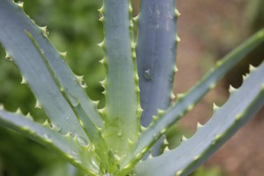 Su damlalı aloe vera bitkisi, yakın plan. 