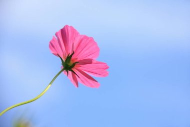 Güzel çiçekler, yakın görüş, doğa konsepti.