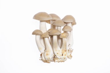 Beyaz arka planda taze mantarlar