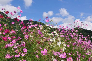 Bahçedeki pembe çiçekler