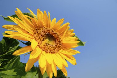 Mavi gökyüzüne karşı güzel ayçiçeği