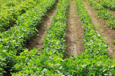 Gündüzleri çiftlikte yeşil bitkiler 