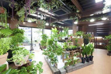 Piyasada renkli yaz çiçekleri 