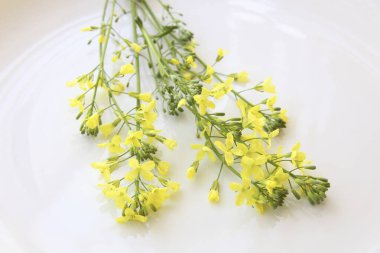 Işık arkaplanındaki güzel sarı çiçeklerin yakın plan görüntüsü 