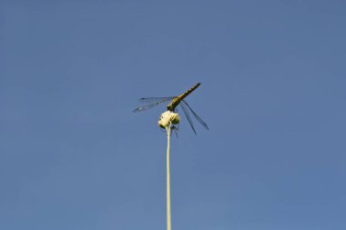 Mavi gökyüzüne karşı bir çubukta oturan yusufçuk 