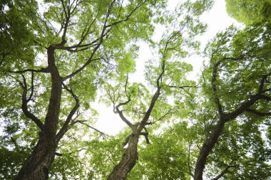 Ormandaki güzel yeşil ağaçların alçak açılı görüntüsü       