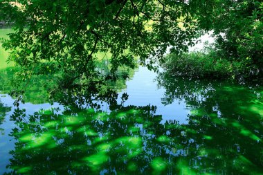 Parktaki güzel yeşil gölet