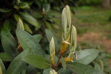 Bahçesinde yaprakları olan bir ağacın yakın çekimi.