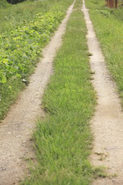 Gündüzleri çiftlikte yeşil bitkiler 