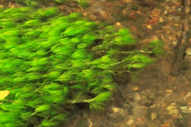 Güzel yeşil yosunlar gölette