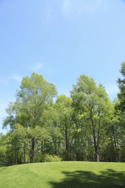 Yaz otlağında yeşil ağaçlar, gündüz manzarası 