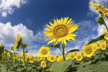 Mavi gökyüzüne karşı çiçek açan ayçiçeği tarlası