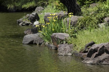Bahçedeki güzel çiçekler