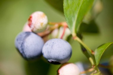 Böğürtlen yetiştirmeye yakın.