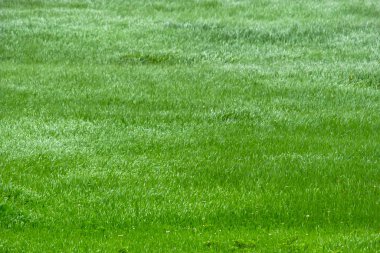 Yeşil çimen alanı arkaplanı
