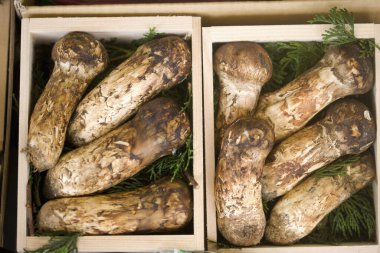 Kutularda taze mantarlar