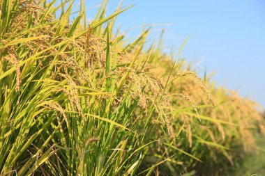 Gündüz güzel pirinç tarlaları 