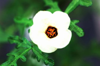 Güzel çiçekler, yakın görüş, doğa konsepti.