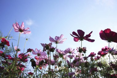 Güzel kozmos çiçekleri mavi gökyüzüne karşı 