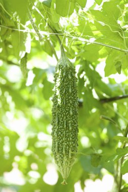 Yakın plan yeşil kavun manzarası, bahçede acı kabak.  