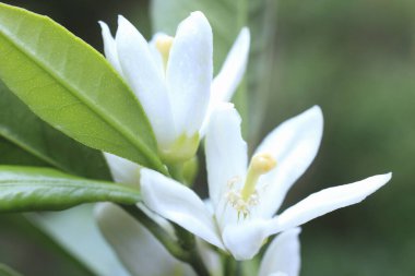 Yeşil yapraklı beyaz yasemin çiçekleri