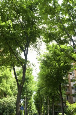 Şehir parkında yeşil yapraklar ve ağaçlar