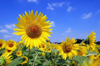 Mavi bulutlu gökyüzü üzerinde çiçek açan ayçiçeği tarlası