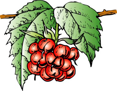 Beyaz arkaplandaki dalın üzerindeki böğürtlenlerin çizimi