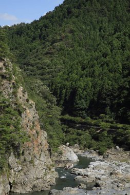 Yeşil dağ ormanındaki nehir.