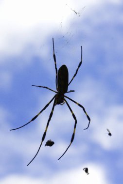 Gökyüzüne karşı dönen siyah örümcek ağı