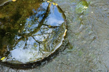Sudaki dairesel taşın üzerindeki ağaçların yansımaları