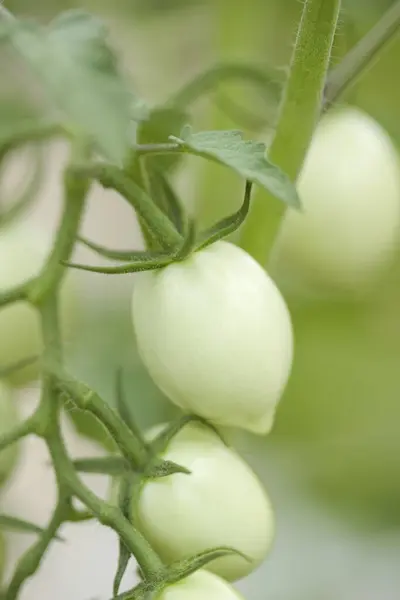 unripe tomatoes close up