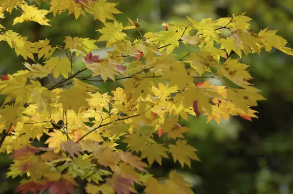 Sonbaharda Akçaağaç Ağaç Yaprak — Stok fotoğraf