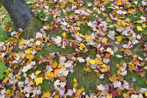 Красиве Барвисте Листя Осінньому Парку — стокове фото