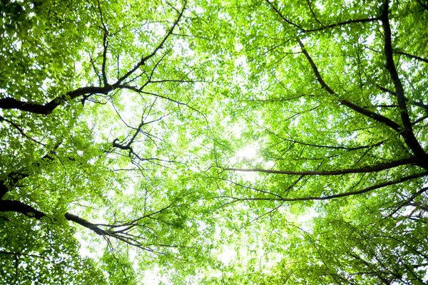 Красивые Зеленые Деревья Лесу — стоковое фото