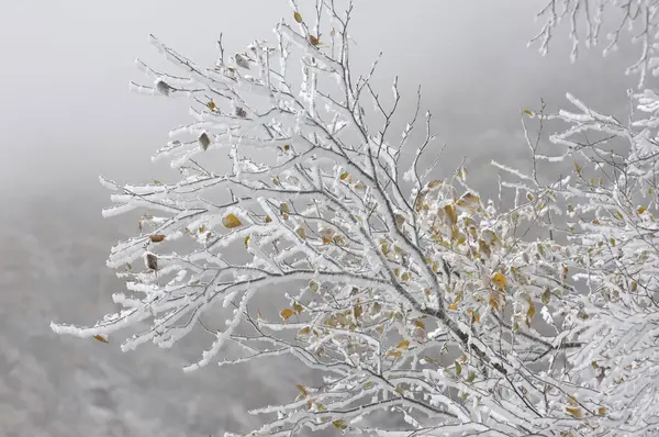 Bevroren Takken Bedekt Met Vorst Van Dichtbij Bekeken — Stockfoto