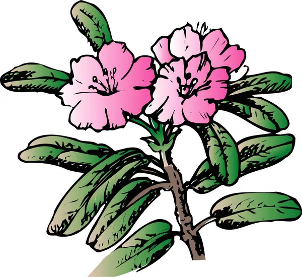 白色背景下粉红花朵的卡通画 — 图库照片