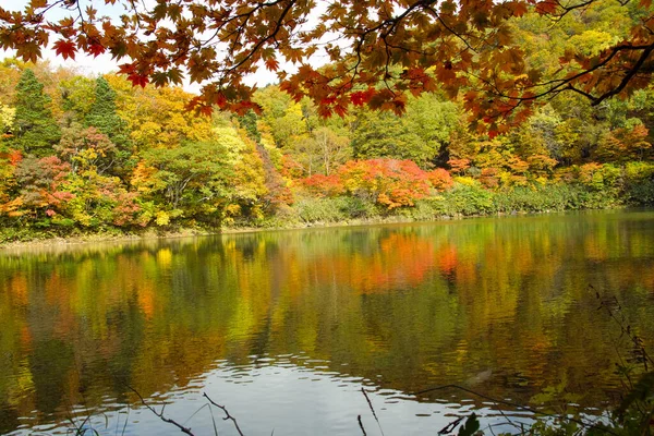 Φθινόπωρο Στο Πάρκο Πολύχρωμα Φύλλα Νερό Και Δέντρα Στη Φύση — Φωτογραφία Αρχείου