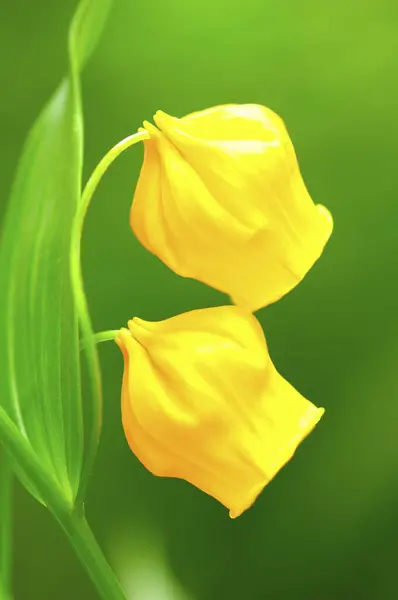 Закрыть Желтые Цветы Зеленом Фоне — стоковое фото