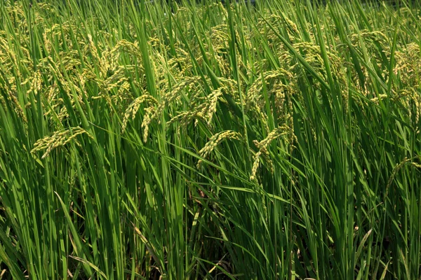 rice plant, green rice, rice