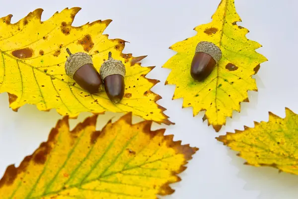 Herbstliche Blätter Und Eicheln Auf Einem Weißen Laken Vor Einem — Stockfoto