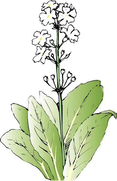 Ілюстрація Квітів Білому Тлі — стокове фото