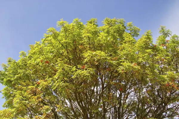 Daun Musim Gugur Berwarna Warni Pohon Musim Gugur — Stok Foto