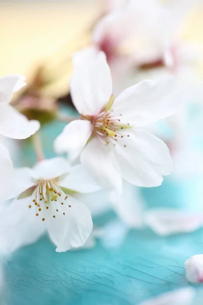 Spring Blossom Beautiful Flowers Tree Branch — Stock Photo, Image