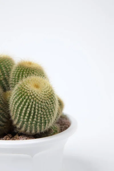Nærbillede Kaktus Hvid Krukke Isoleret Hvid - Stock-foto
