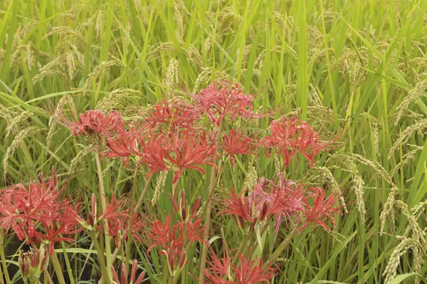 Кластер Амариллис Цветы Цветут Поле Япония — стоковое фото