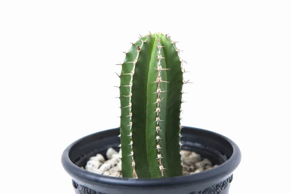 Cactus Verde Una Pentola Sfondo Bianco — Foto Stock