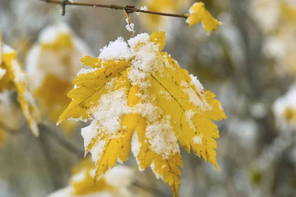 Hermoso Bosque Otoño Con Árboles Cubiertos Nieve —  Fotos de Stock